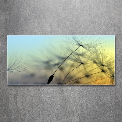 Foto glasbild Löwenzahnsamen