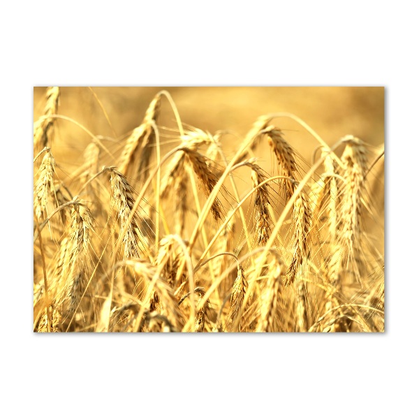 Glasbild Getreide