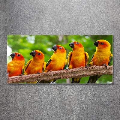 Foto glasbild Papageien auf einem Ast