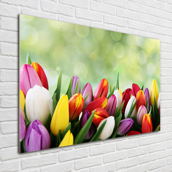 Bild auf glas Bunte Tulpen