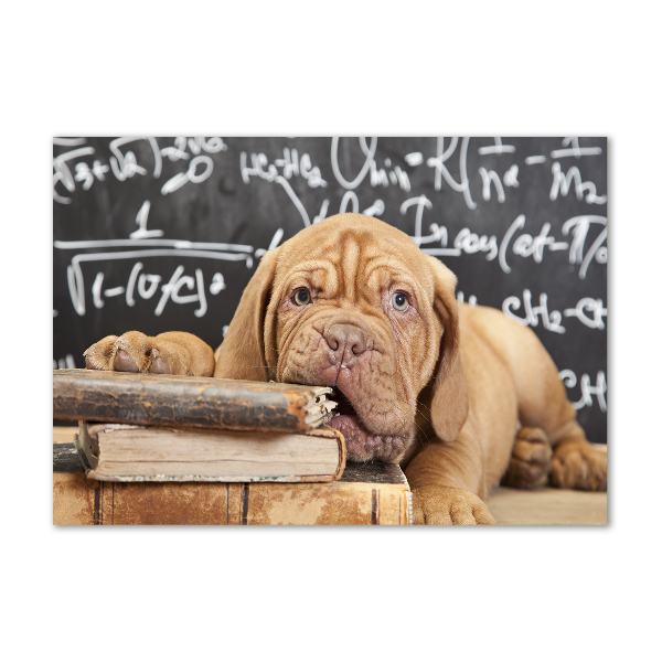 Bild auf glas Der Hund beißt das Buch an