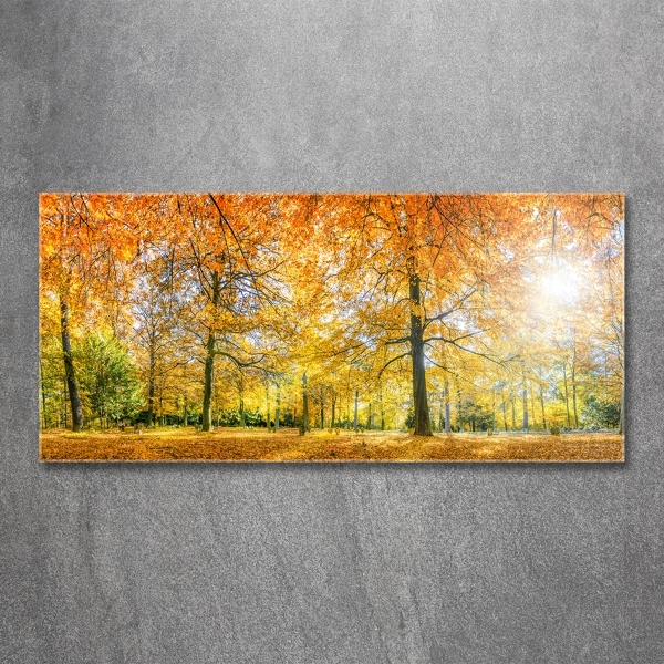 Bild auf glas Wald im Herbst