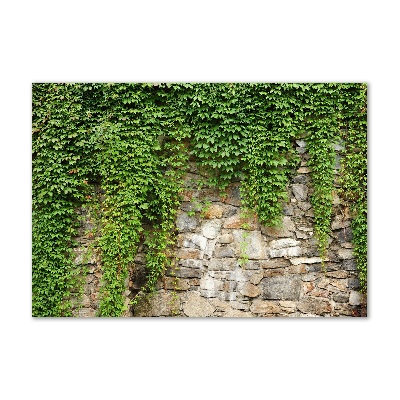 Foto glasbild Grüner Efeu