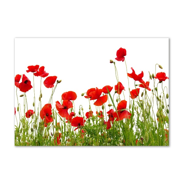 Bild auf glas Mohnblumen