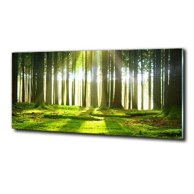 Glasbild Wald in der Sonne