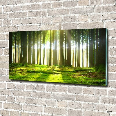Glasbild Wald in der Sonne