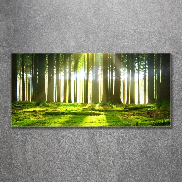 Glasbild Wald in der Sonne