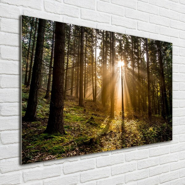 Foto glasbild Sonnenlicht