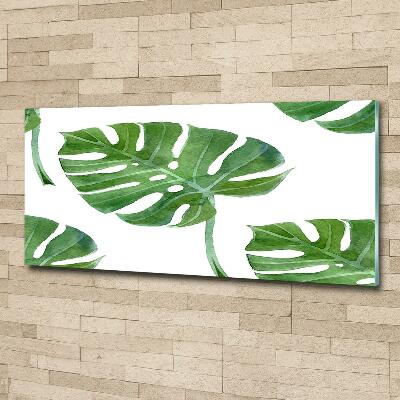 Bild auf glas Monstera