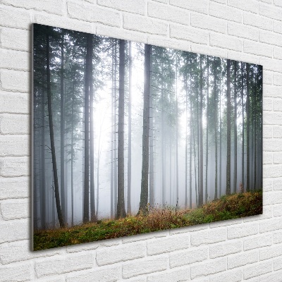 Foto glasbild Nebel im Wald