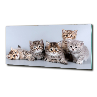 Glasbild Fünf Katzen