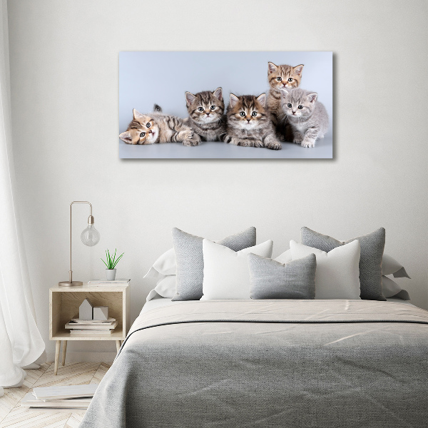 Glasbild Fünf Katzen