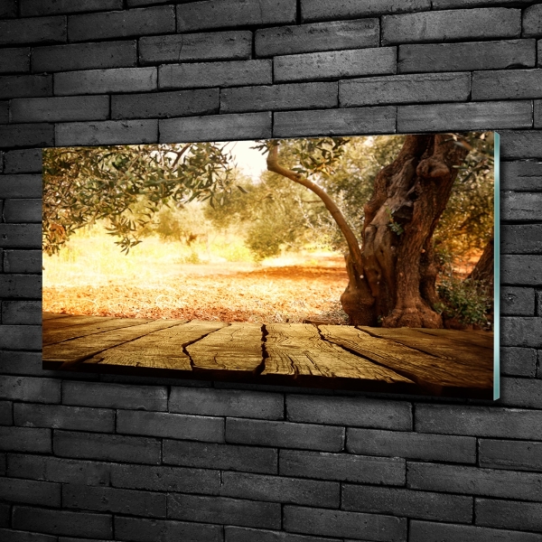 Foto glasbild Olivenbaum