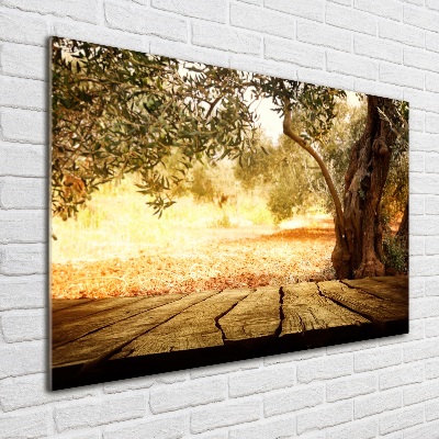 Foto glasbild Olivenbaum