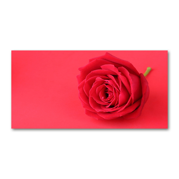 Glasbild Rote Rose