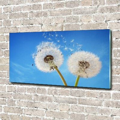 Bild auf glas Löwenzahn