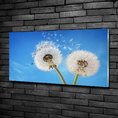 Bild auf glas Löwenzahn