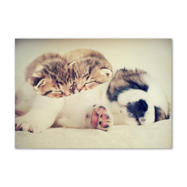 Bild auf glas Zwei Katzen und ein Hund
