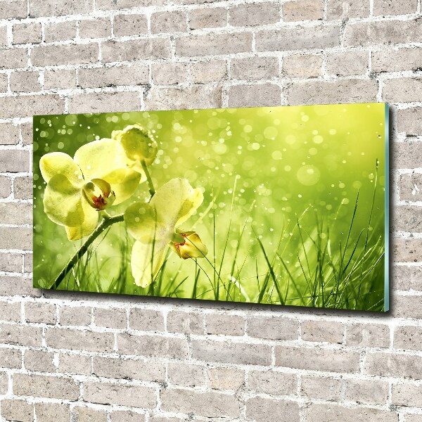 Foto glasbild Orchidee