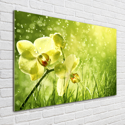 Foto glasbild Orchidee