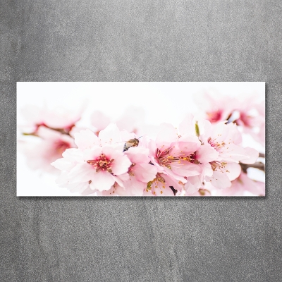 Foto glasbild Kirschblüten