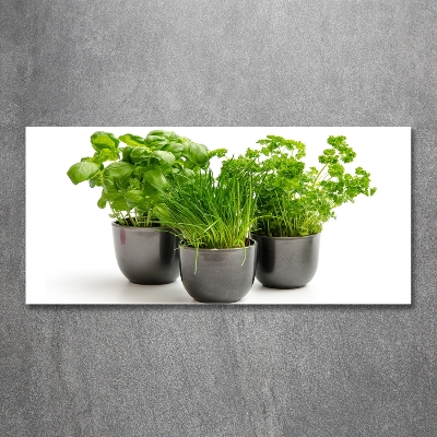 Glasbild Kräuter in Töpfen