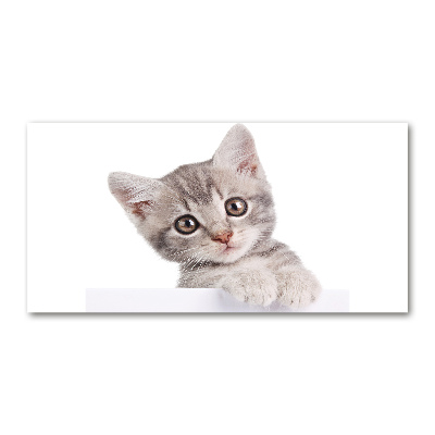 Foto glasbild Graue Katze