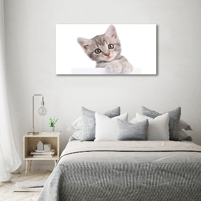 Foto glasbild Graue Katze