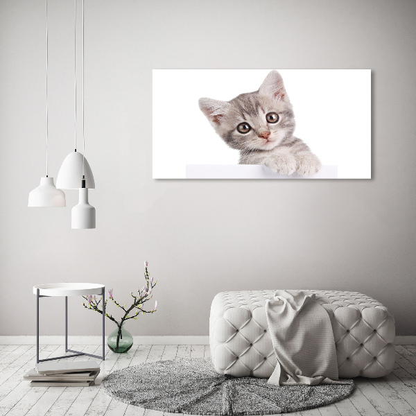 Foto glasbild Graue Katze
