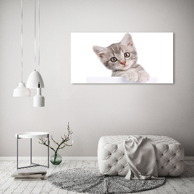 Foto glasbild Graue Katze