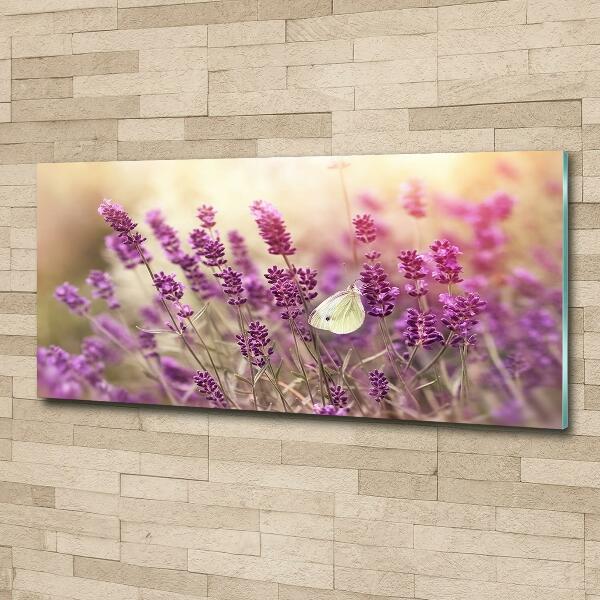 Bild auf glas Lavendel