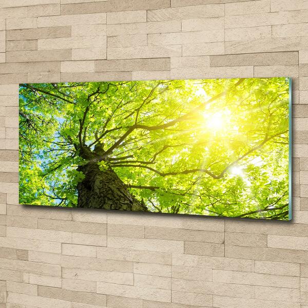 Bild auf glas Kastanie im Frühling