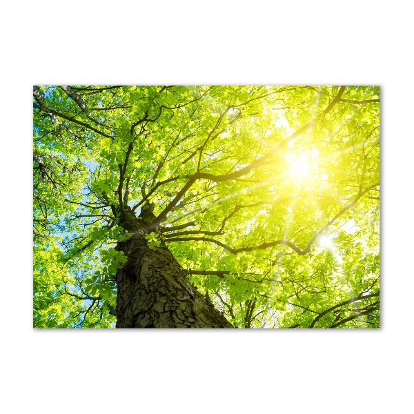 Bild auf glas Kastanie im Frühling