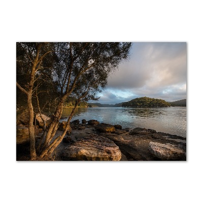 Foto glasbild Ein Baum am Fluss