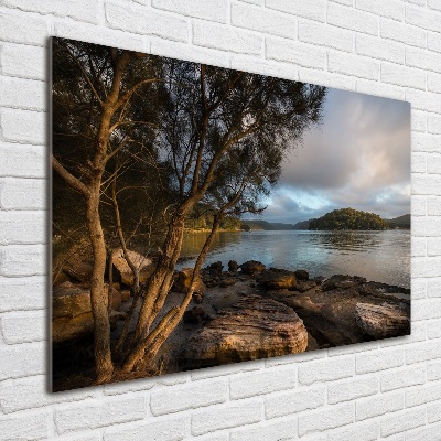 Foto glasbild Ein Baum am Fluss