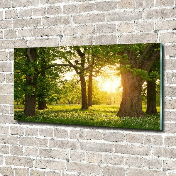 Bild auf glas Bäume im Park