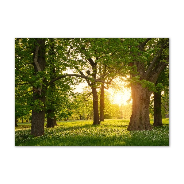 Bild auf glas Bäume im Park