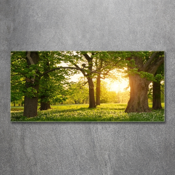 Bild auf glas Bäume im Park