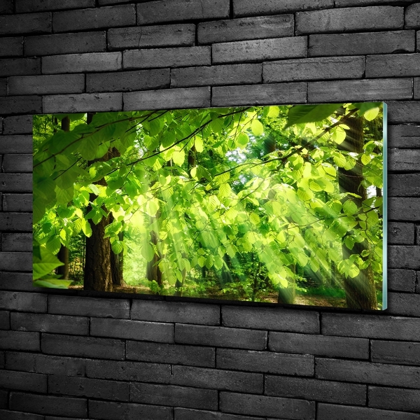 Bild auf glas Buchenblätter