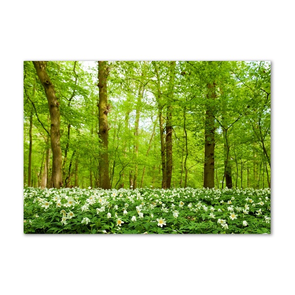 Foto glasbild Blumen im Wald