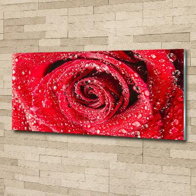 Foto glasbild Wassertropfen auf einer Rose