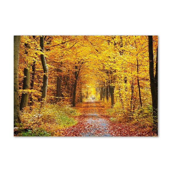 Foto glasbild Wald im Herbst