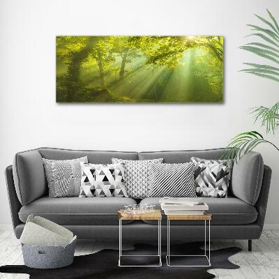 Foto glasbild Wald in der Sonne