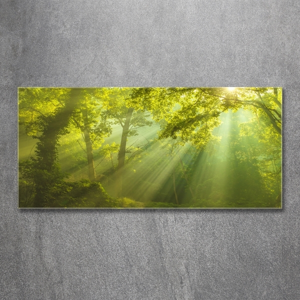 Foto glasbild Wald in der Sonne