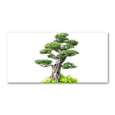 Glasbild Bonsai-Baum