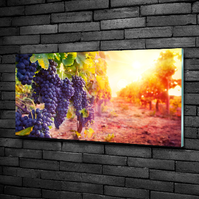 Glasbild Weinreben