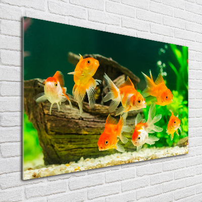 Glasbild Goldfisch