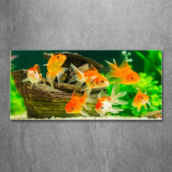 Glasbild Goldfisch
