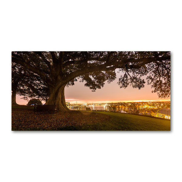 Foto glasbild Alter Baum