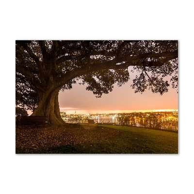 Foto glasbild Alter Baum